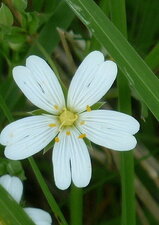 Stellaire holostée