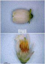 Vaccinium sp.-la fleur