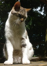 Vagabond, chat modeste