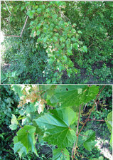 Vigne des rivages