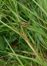 Criquet Omocestus ventralis.