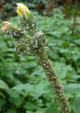 Grappe de pucerons verts.