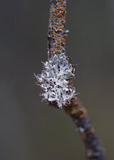 Physcia adscendens