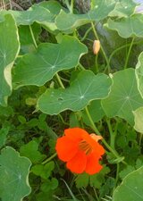 Capucine