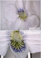 Violette agréable-la fleur
