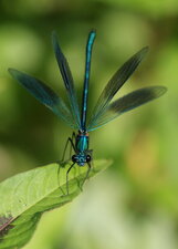 Calopteryx splendens