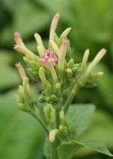 Fleur de tabac