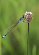 Ishnura elegans