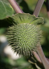 Acanthocarpe de datura