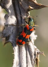 Trichodes alvearius