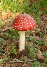 Champignon amanite tue-mouches