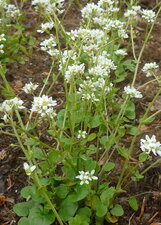 Cochléaire officinale ou cranson