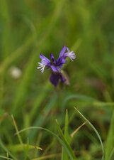 Polygala sp.