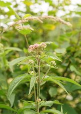 Eupatoire chanvrine