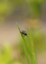Capsus ater