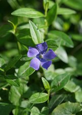 Petite pervenche