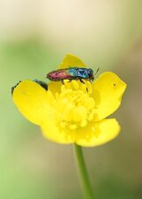 Anthaxia salicis - sous réserve