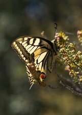 Machaon