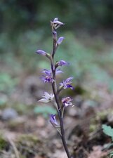 Limodore à feuille avortée