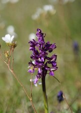 Orchis bouffon - sous réserve