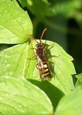 Nomada flava-panzeri