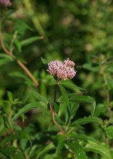 Eupatoire chanvrine