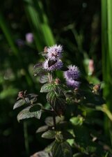Menthe aquatique