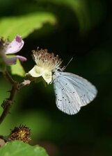 Azuré des Nerpruns