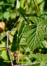 Grande sauterelle verte