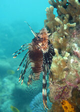 Rascasse volante (Pterois sp.)