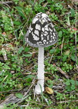 Coprin pie (Coprinus picaceus)