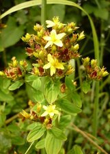 Millepertuis velu