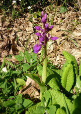 Orchis mâle