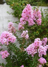 Lilas des Indes (lagerstroemia indica)