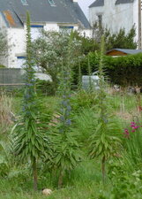 Grande vipérine (echium pininana)