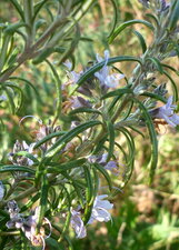 Romarin en fleurs