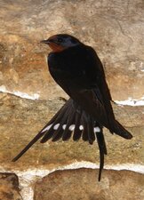 Hirondelle rustique 2