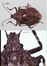 Parabrochymena arborea