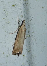 Agriphila straminella.Noctuelle.