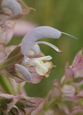 Salvia sclarea