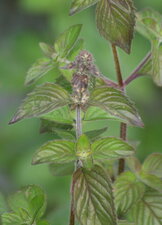 Une menthe aquatique ? (bis)
