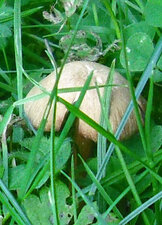 Champignon