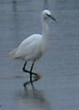  Aigrette garzette