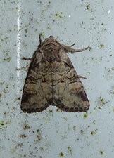 Luperina testacea - Noctuelle