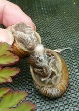 Escargots (en accouplement)