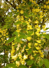 Acacia jaune