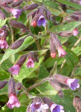 Pulmonaire officinale