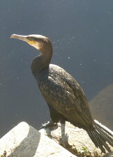 Cormoran à l