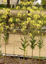 Herbe de St Philippe