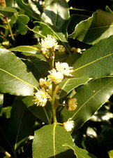 Laurier-sauce en fleurs